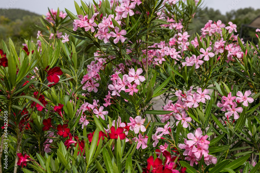 Beautiful small Oleander flowers. a poisonous evergreen shrub that is widely grown in warm countries for its clusters of white, pink, or red flowers. Beautiful small Oleander flowers. a poisonous evergreen shrub that is widely grown in warm countries for its clusters of white, pink, or red flowers.