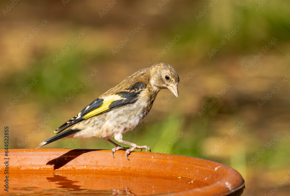 Goldfinch woodland bird perched on the edge of a dish of water on a hot day in the forest Goldfinch woodland bird perched on the edge of a dish of water on a hot day in the forest