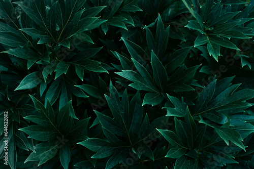 Dark green background, fresh leaves top view, garden plant