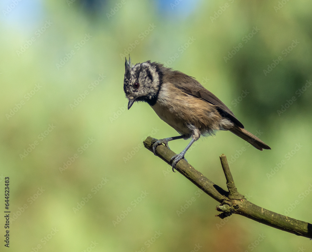 Fototapeta premium Crested tit, a rare scottish highlands woodland bird perched in the forest
