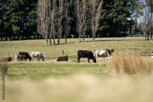herd of murray grey cattle