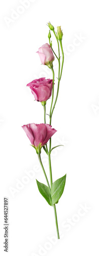 Beautiful pink eustoma flower (lisianthus or prairie gentian) on stem with buds isolated on white background close-up 