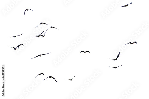 set of silhouettes of birds. birds in flight. Flock of birds flying on a white background