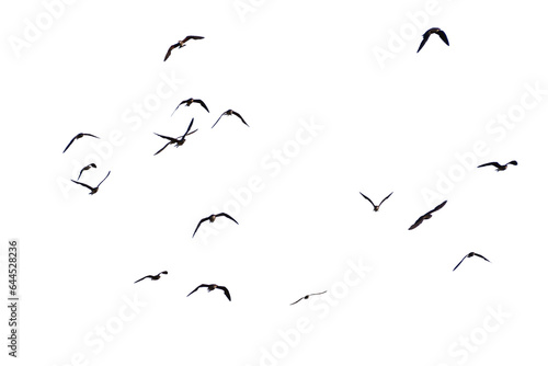 birds in flight © STOCK PHOTO 4 U