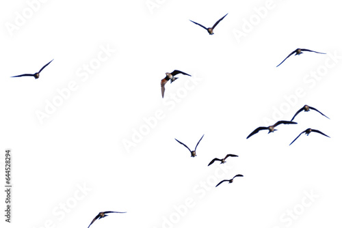 set of silhouettes of birds. birds in flight. Flock of birds flying on a white background © STOCK PHOTO 4 U