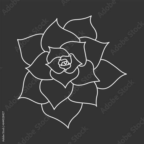 Succulent echeveria in doodle style, vector illustration. Desert flower for print and design. Outline mexican plant, graphic isolated element on chalk board background. Housplant for decor interior