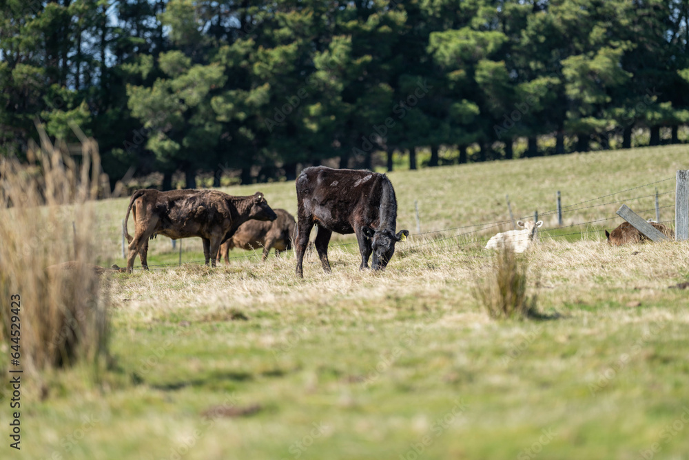 murray grey cows on a farm in australia