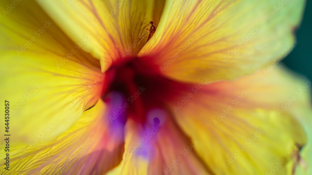 Fototapeta premium Dreamy blurry romantic floral macro photo background with leaves and beautiful flowers as concept of blossom garden and nature organic life