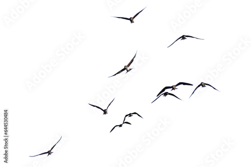A real photo of a bird in flight on a transparent background.