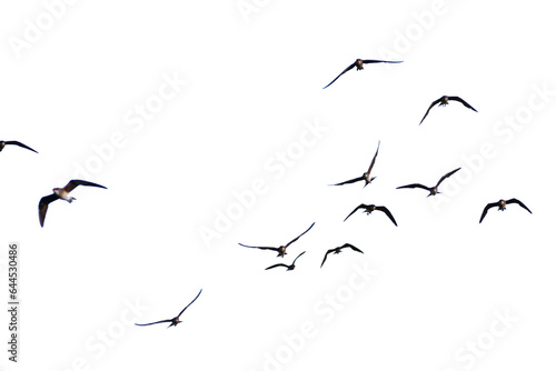 A real photo of a bird in flight on a transparent background. © I LOVE PNG
