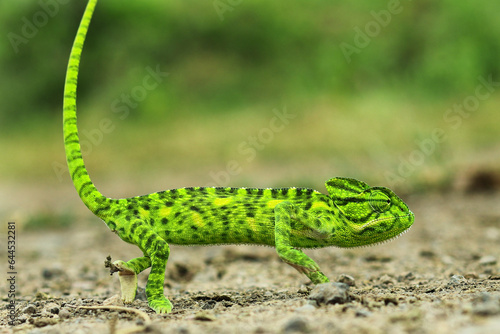 Green chameleon - Chamaeleo calyptratus side view of a veiled chameleon  Chamaeleo calyptratus. Beautiful color of chameleon panther  chameleon green panther in saurashtra Gujarat India.