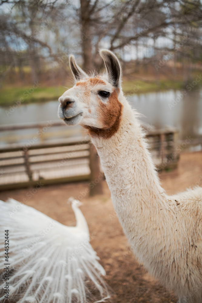 Obraz premium llama standing in a field