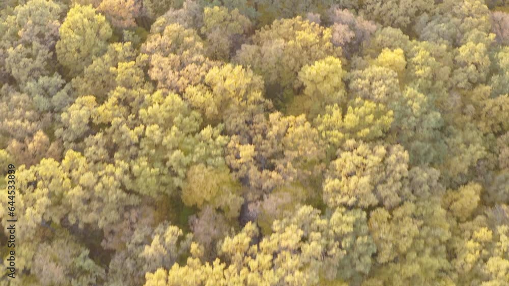 Aerial shot of motorcyclist riding through route in yellow autumnal forest. Motorbike driving at rural road at autumn. Bike moving through scenic landscape way at beautiful fall season. Top view Aerial shot of motorcyclist riding through route in yellow autumnal forest. Motorbike driving at rural road at autumn. Bike moving through scenic landscape way at beautiful fall season. Top view