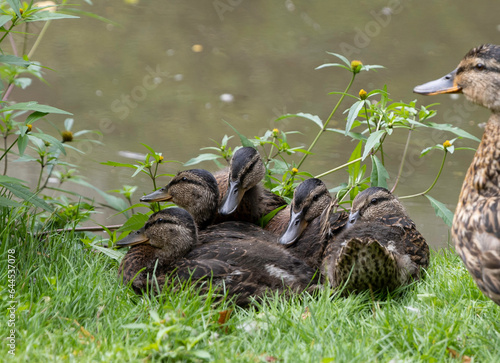 Mallard ducklings 