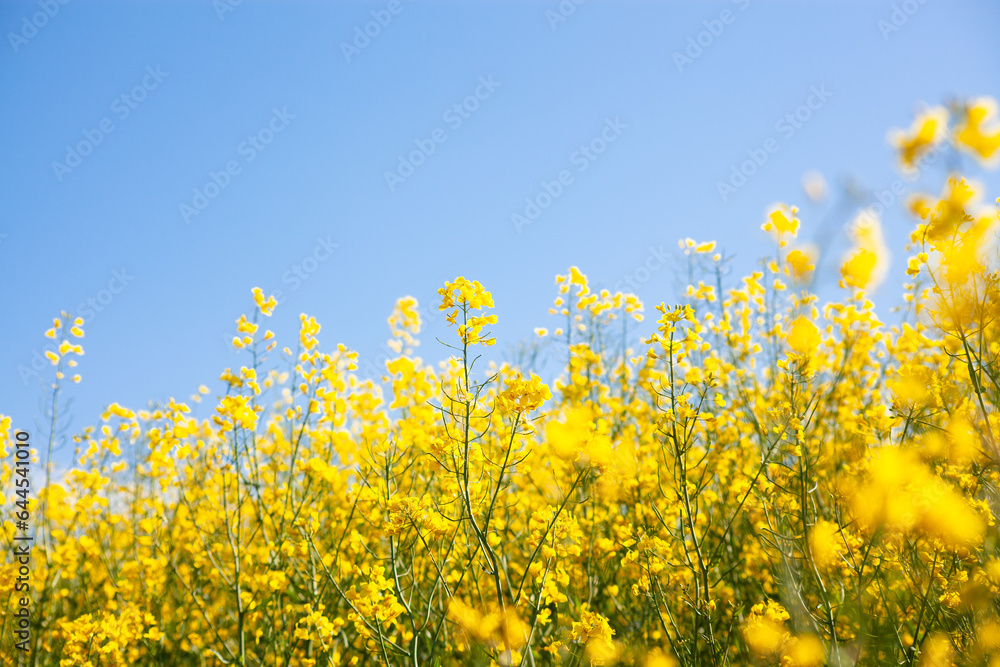 Agricultural landscape of rapeseed field. Blooming yellow rapeseed against a clear blue sky. Industrial production of rapeseed. Agricultural landscape of rapeseed field. Blooming yellow rapeseed against a clear blue sky. Industrial production of rapeseed.