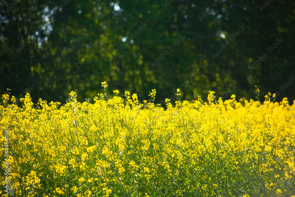 Obraz premium Beautiful natural landscape. Rural landscape. Yellow rapeseed field against the backdrop of a green forest. Processing of agricultural fields of rapeseed. Natural background.