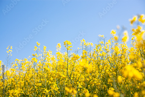 Agricultural landscape of rapeseed field. Blooming yellow rapeseed against a clear blue sky. Industrial production of rapeseed.