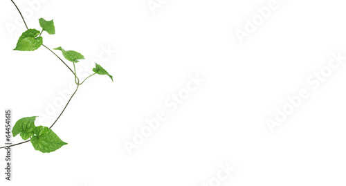 Εκτύπωση καμβά Climbing green plant isolated on transparent background.