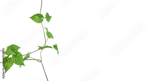 Climbing plant isolated on transparent background.