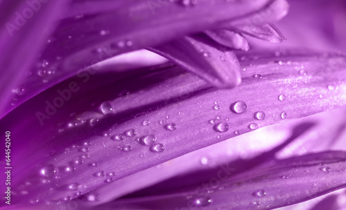 water drops on purple aster flower petals