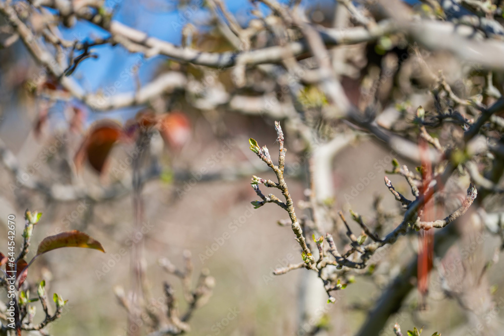 orchard of apple trees in rows budding orchard of apple trees in rows budding