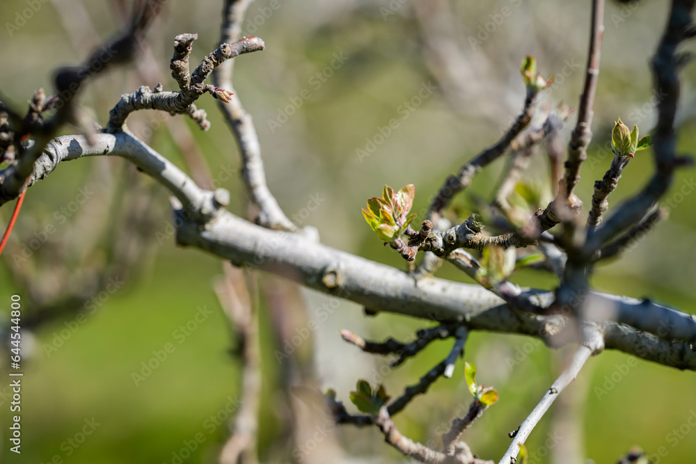 apple orchard getting new leaves in spring apple orchard getting new leaves in spring