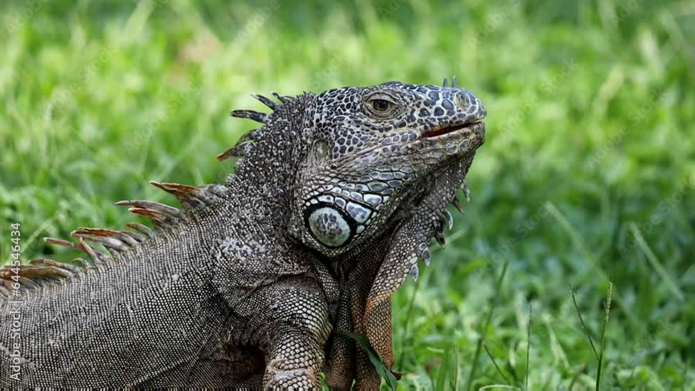 face of Caribbean Iguana, endangered species face of Caribbean Iguana, endangered species