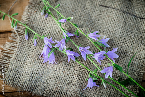Campanula rotundifolia on burlap Collected by herbalist in the summer during flowering for use in alternative medicine for the treatment of ulcers and ulcers