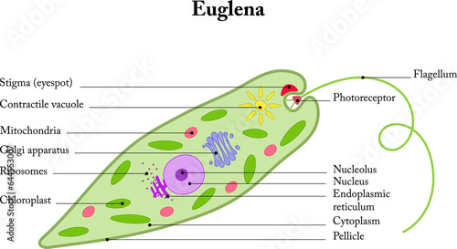 Tableau sur toile Euglena on a white background. Internal structure.