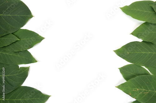 background of natural fresh green leaves