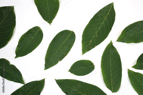background of natural fresh green leaves