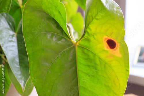 Anthurium leaves with signs of disease, leaves dry. houseplant care.