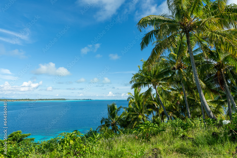 Bora Bora, Palm Forest at Fiti'u'u Point with blue Lagoon