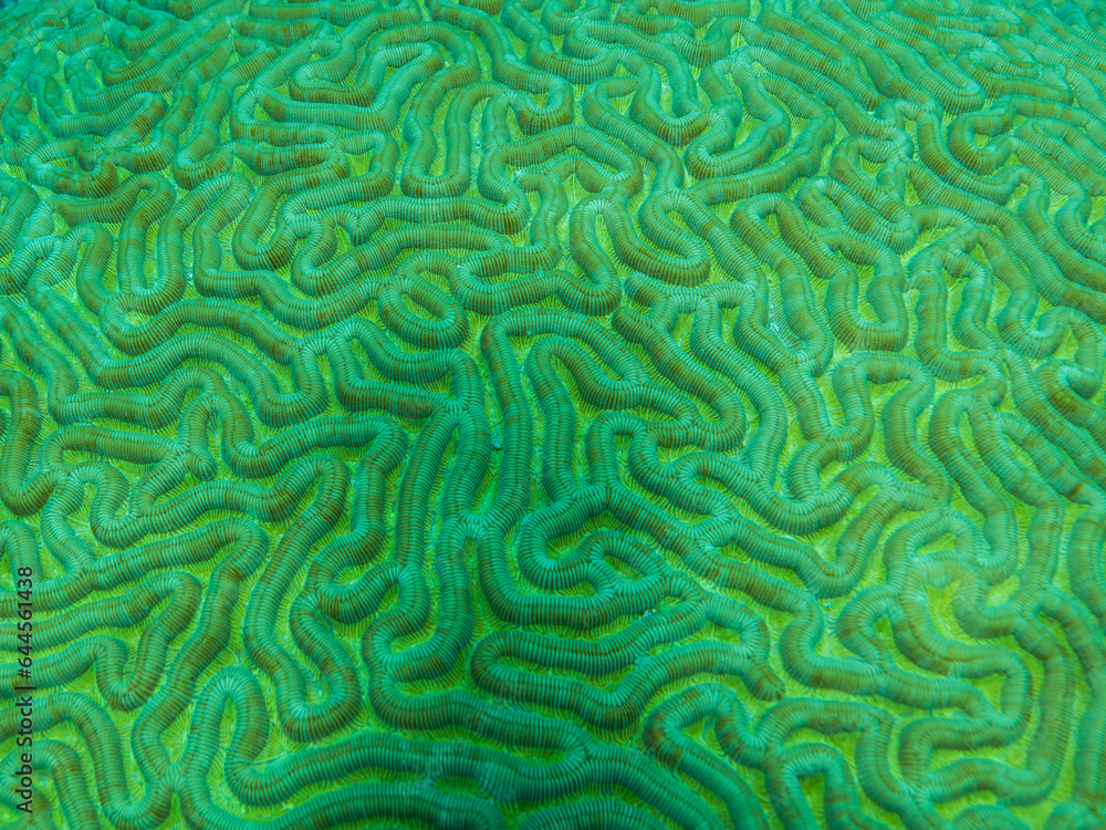 Brain Coral Texture