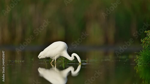 Great white egret ( Egretta alba ) close up