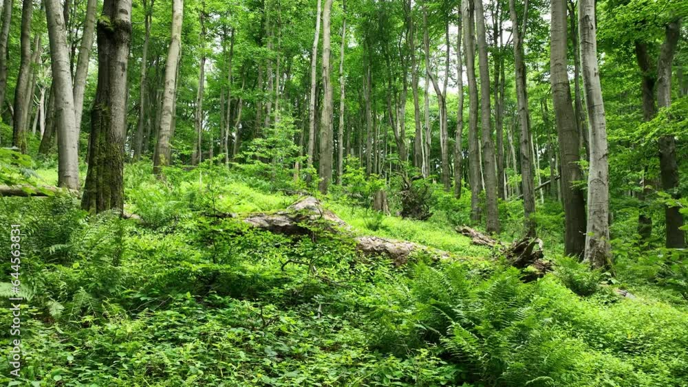 Beech virgin forest trees drone aerial Bile Karpaty Protected Landscape UNESCO White Carpathians mountain Czech, ferns dead branch trunks dwarf maple herbs, endangered plant climax wood Beech virgin forest trees drone aerial Bile Karpaty Protected Landscape UNESCO White Carpathians mountain Czech, ferns dead branch trunks dwarf maple herbs, endangered plant climax wood