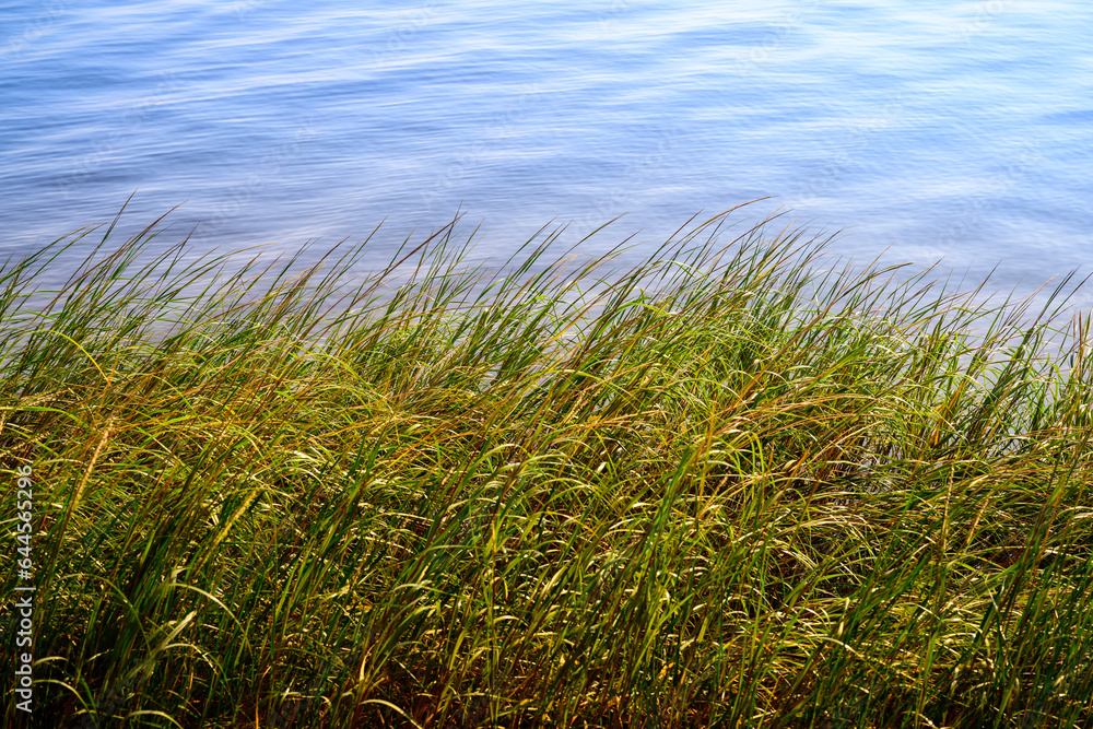 Seekonk River landscape with reed water plants in Providence, Rhode Island, USA