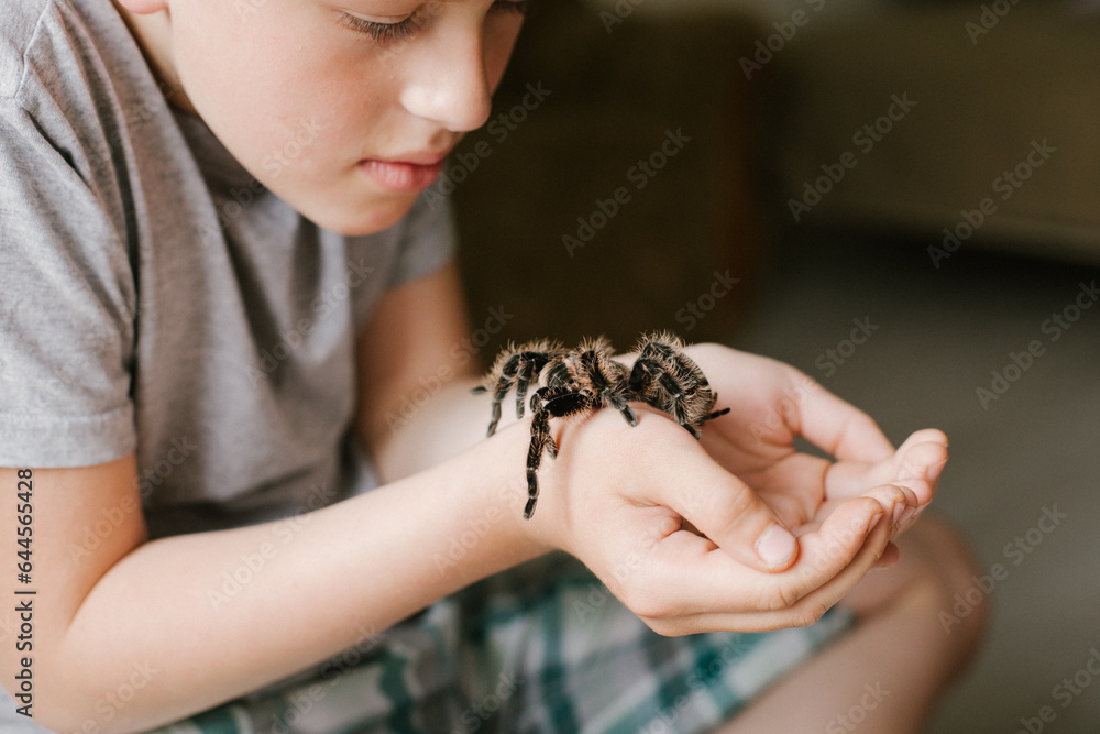 Obraz premium boy looks at spider in fear. boy holds huge tarantula near face. child plays with spider Brachypelma albopilosum. Arachnophobia.