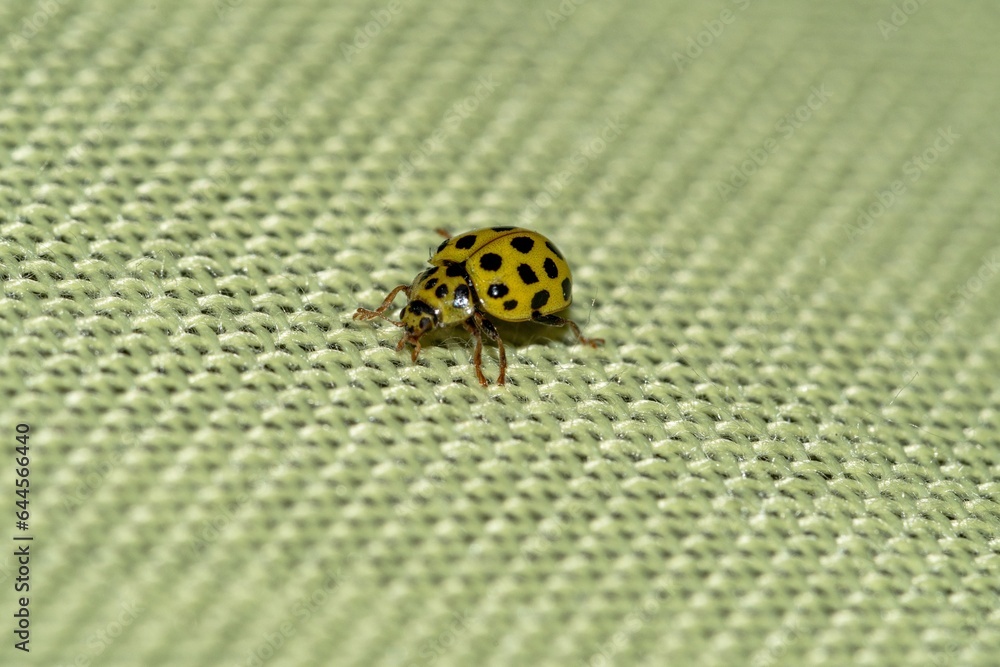 Yellow ladybug seen in close-up Yellow ladybug seen in close-up