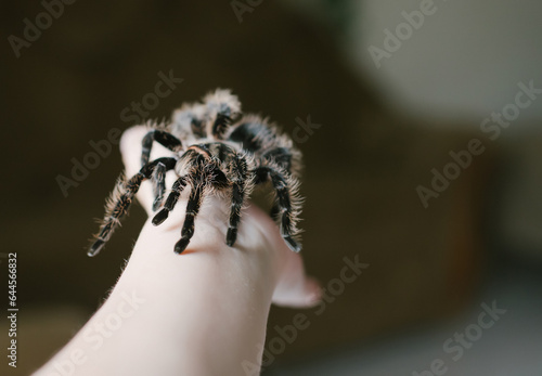 spider is crawling on arm. Simmwall Halloween. terrible female Tarantula.