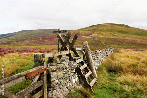 Принти на полотні On the last stage of the Pennine way, heading down to Kirk Yetholm from the Cheviot hills