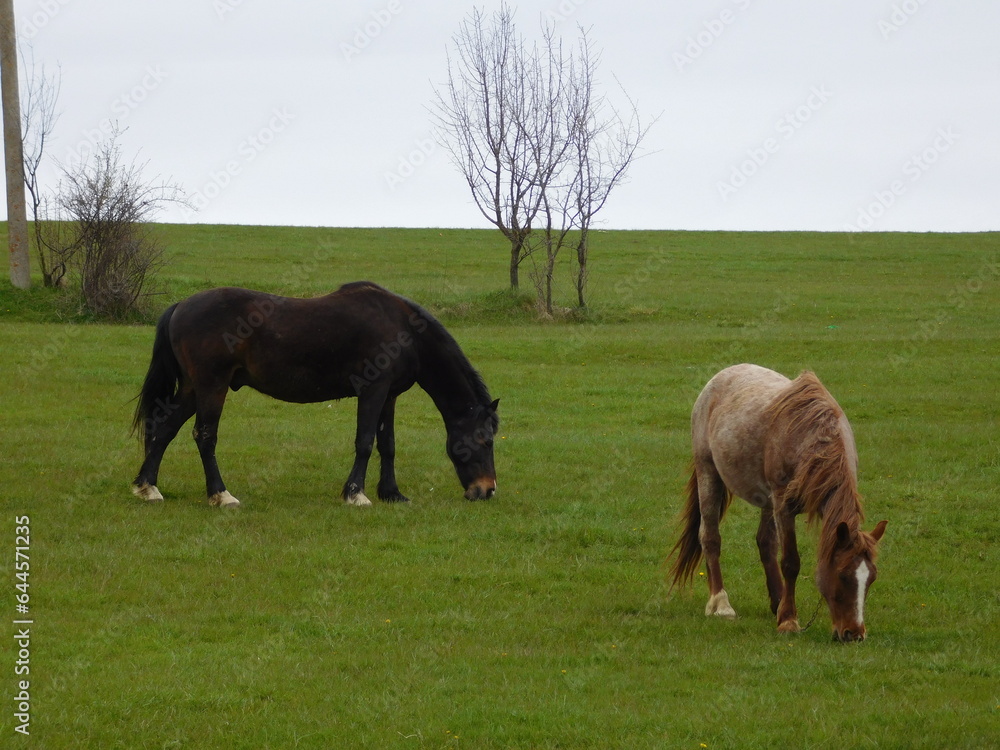 Obraz premium Horses