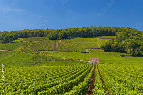 Typical vineyards near Clos de Vougeot  Cote de Nuits  Burgundy  France