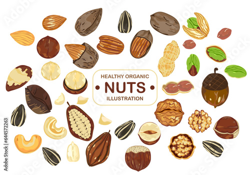 Organic food vector illustration on white background, framed with nuts, pecan, walnut, macadamias, hazelnut, brazil nuts, peanuts, almonds, cashews, pistachios, sunflower seeds, and text samples.