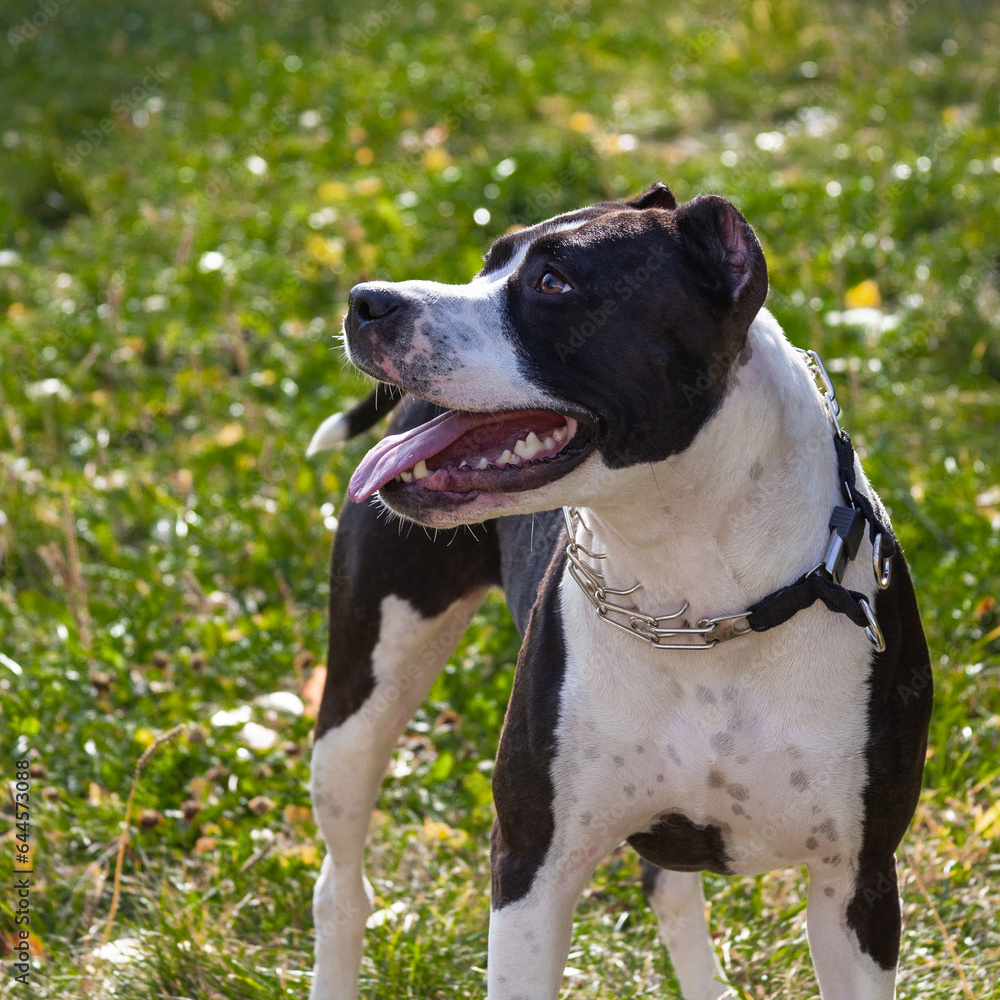Black and white American staffordshire terrier in autumn park.