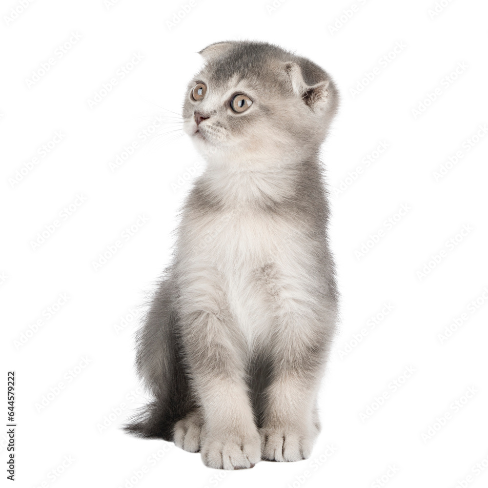 cute gray scottish kitten isolated
