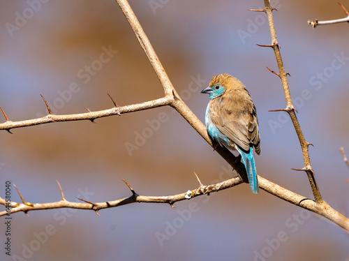 Blue waxbill photographed in Mokala National Park, South Africa.