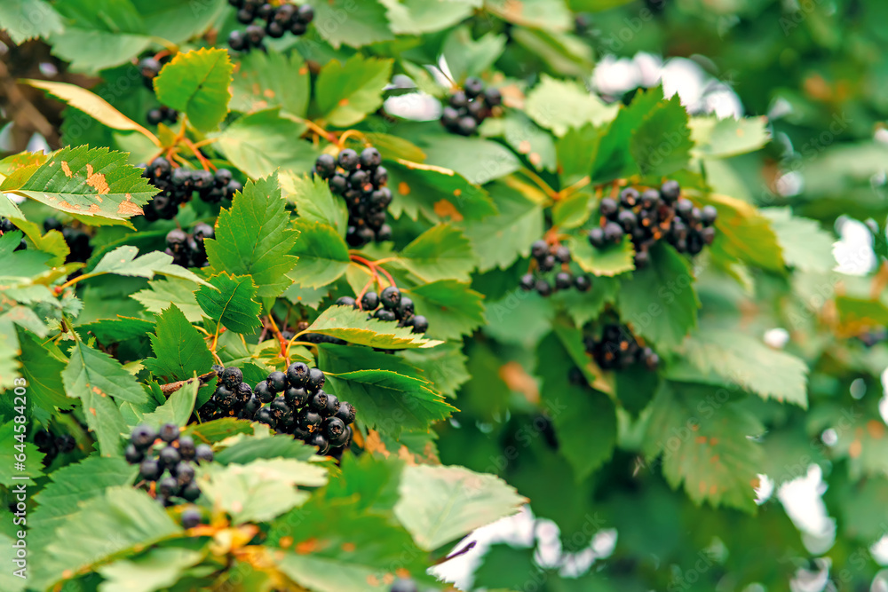 Chokeberry on a branch with diseased leaves