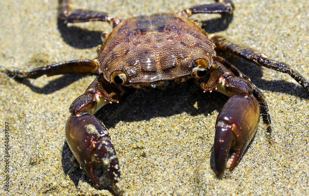 crabs with large claws lurking on the sand of beach