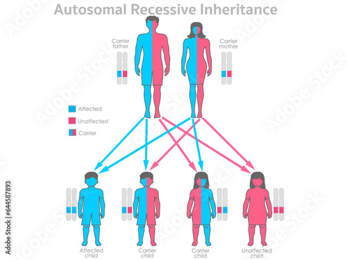 Recessive autosomal inheritance. Carrier parents, father, mother. Unaffected, affected child, son, daughter. Colored dominance allele traits. Male, female human gene ratio. Illustration vector photo
